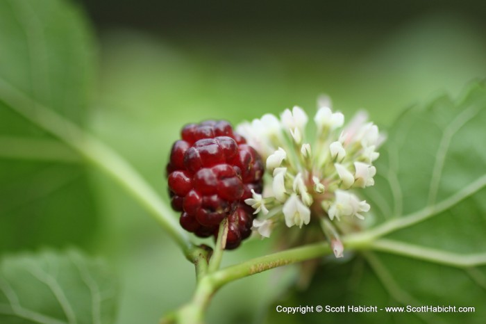 She took the camera and went off to do some macro photography.