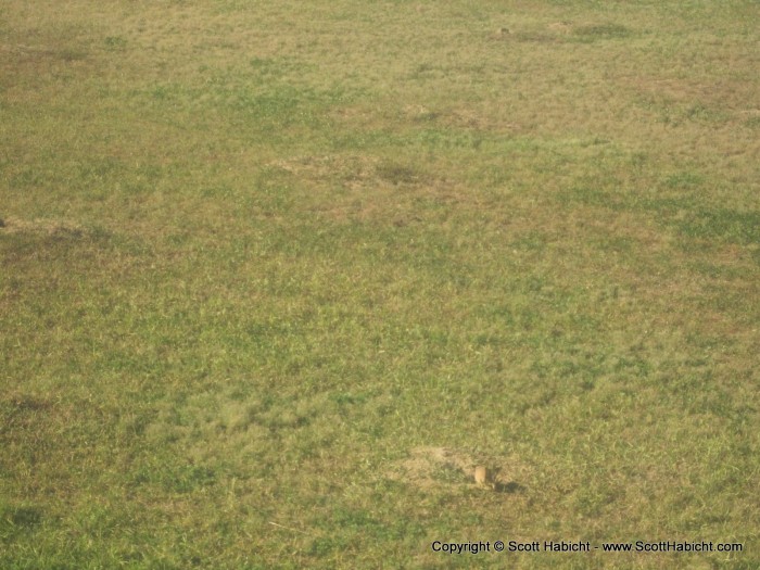 There is a lot of wild life there. Prairie dogs run rampant.