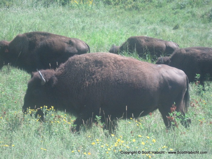 Home to hundreds of buffalo.