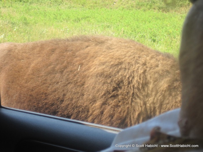 They get right up on your car. Buffalo don't care.