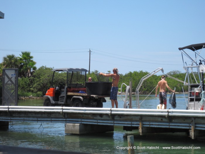 The Salty Dog is right next to a marine laboratory, and these guys were bringing in sting rays to study.