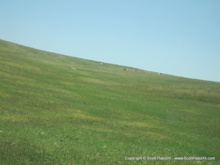 Pronghorns and elks hang out here as well.