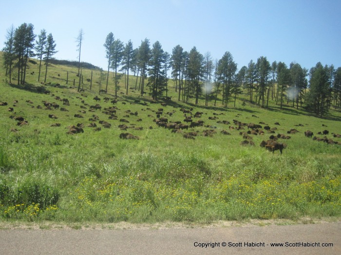 This is definitely the home where the buffalo roam.