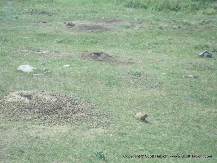 Also prairie dogs.