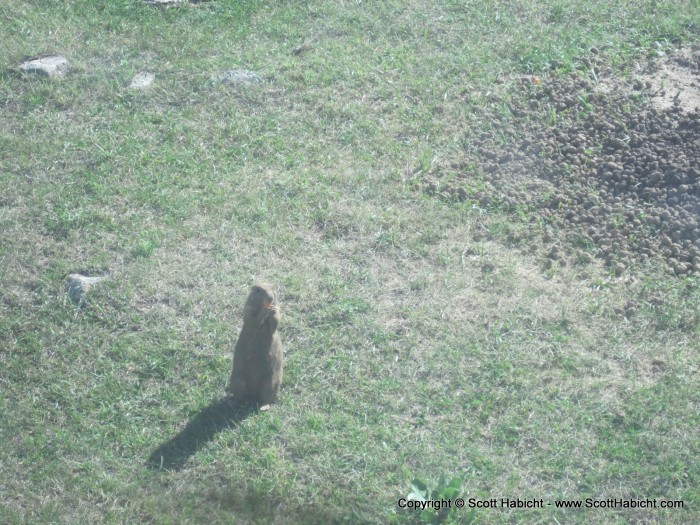 Close up prairie dog.