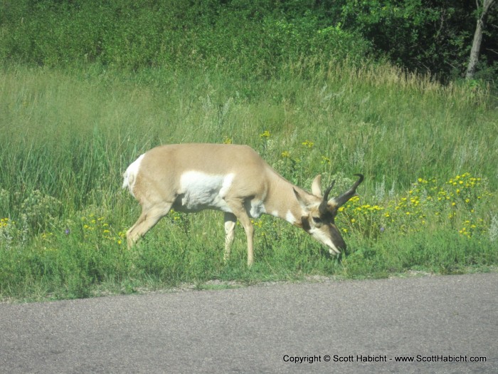 Close up antelope.