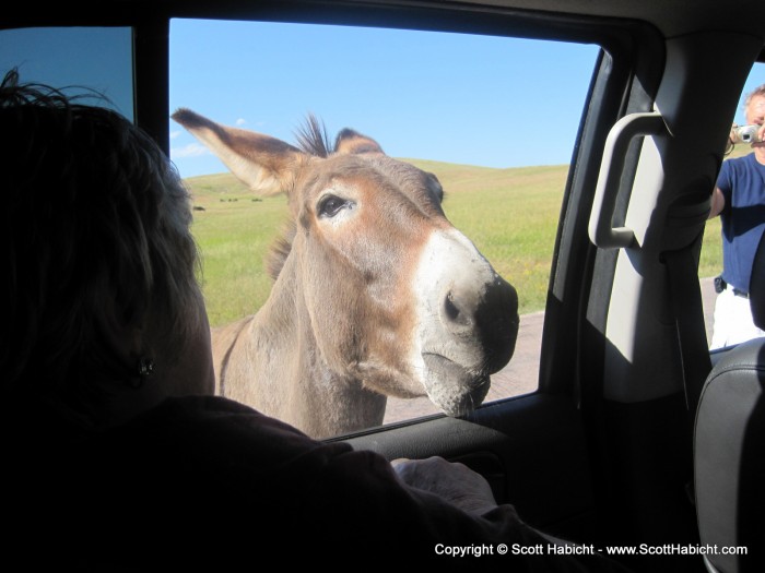 Close up burro.