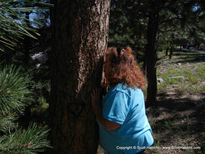 Supposedly these trees in the Black Hills smell like vanilla.