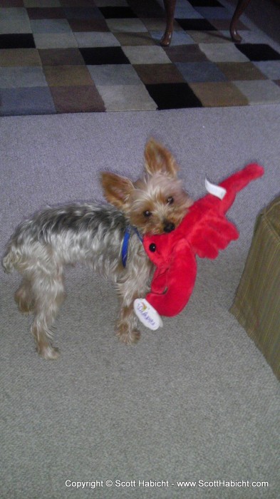 Riley and his newest toy.