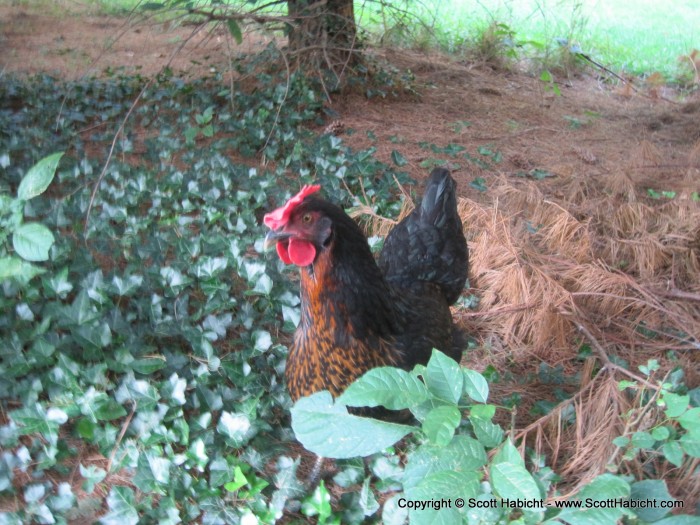 Beth has a couple on her property that she collects eggs from everyday.