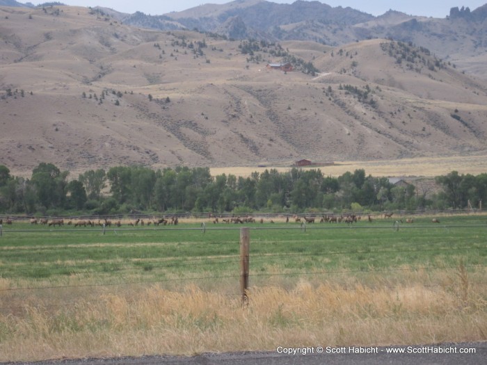 Tons of antelope out early in the morning.