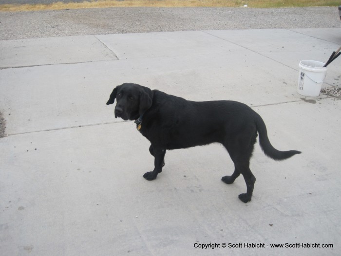 Stopping for gas at the local station and this guy ran out the door to greet us.