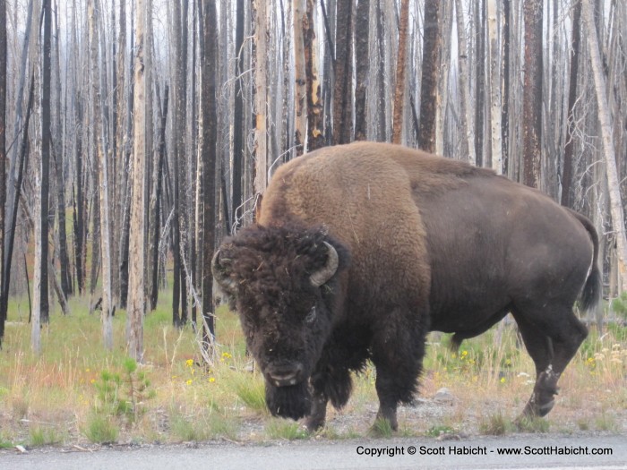 Man this guy was just walking down the road.