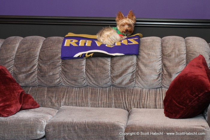 Riley the Ravens fan.