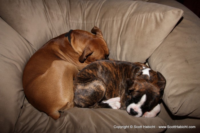 The two dogs love to snuggle together.