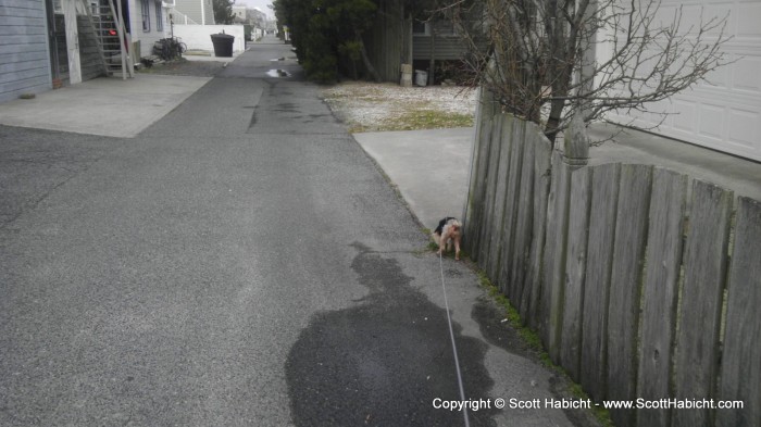 Riley loves going for walks in Ocean City.