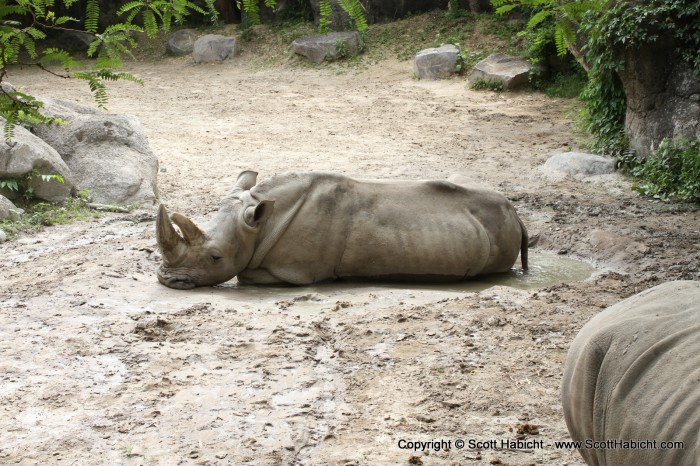 Looks like this Rhino found the only mud spot.