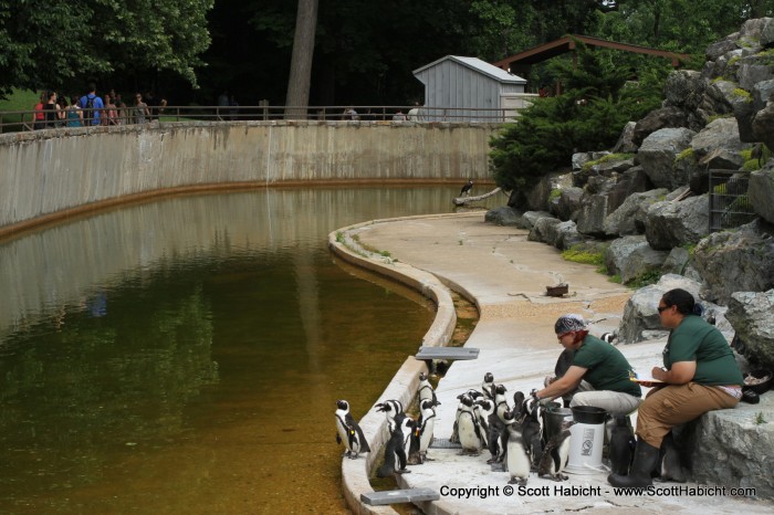 Another of Kelli's favorties, the penguins.