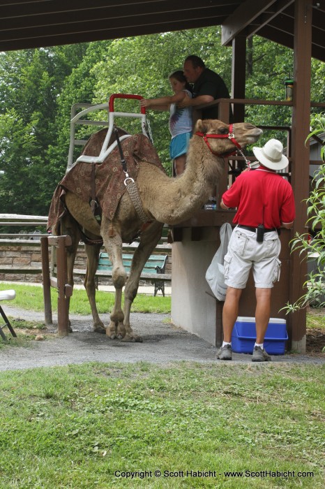 Camel rides anyone?