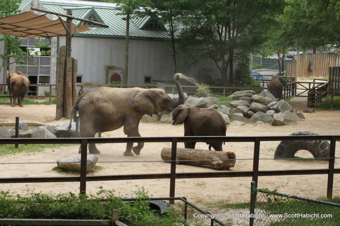 A great action shot of the baby elephant and its mother.