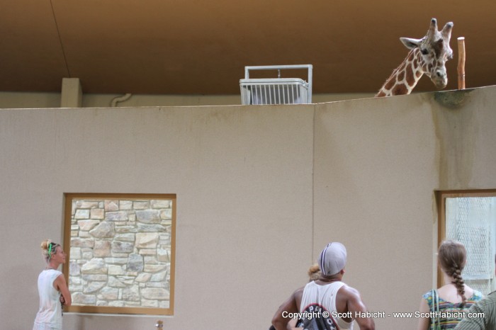 Kelli is convinced the zoo keepers put honey or something else at the top of the wall to get the giraffe to stand there.