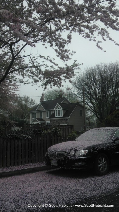 Looks like snow, but it's the flower petals from the tree.