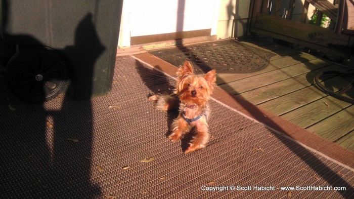 Riley loves laying in the sun.