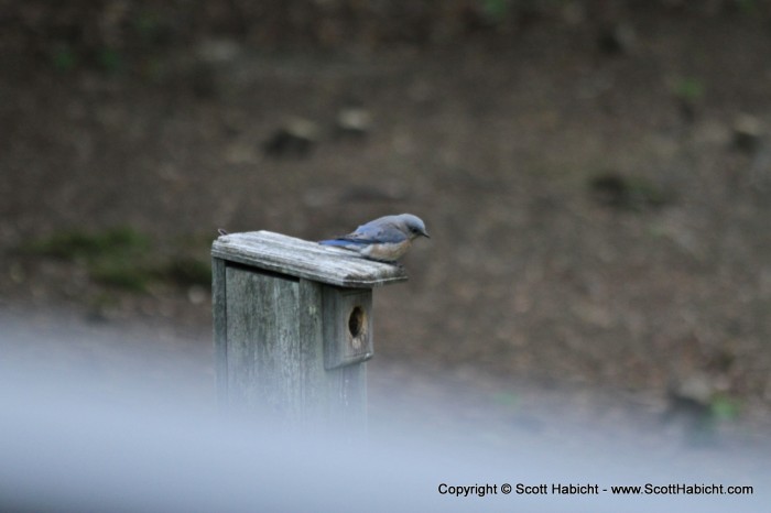 A bluebird was thinking about nesting in my box, but opted not to do so.