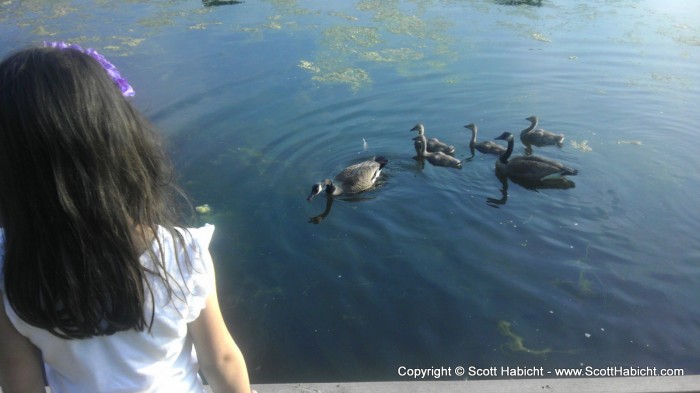 I took Sophia on a walk to the park to feed the ducks.