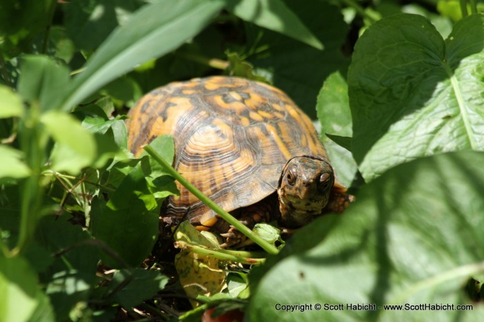 This turtle is the same one that came around to my house in the Spring of 2011. I wonder how many years he has been coming?