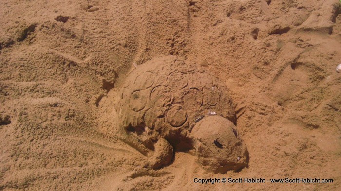 Lori made a sand turtle.