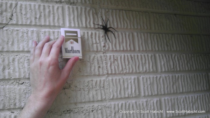 I like spiders, but this would freak out a lot of people I know.