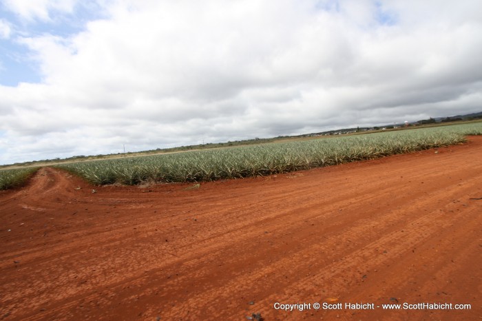 Where you get to see all the pineapple bushes. Pineapples take about 18 months to grow.