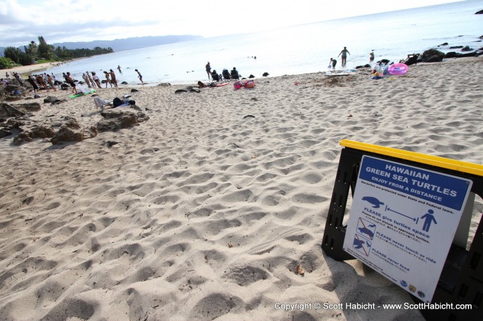 We took a tour along the north shore of Oahu and stopped to see the green sea turtles.