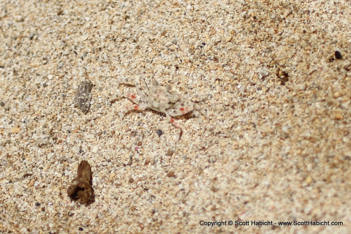 These little crabs were everywhere.