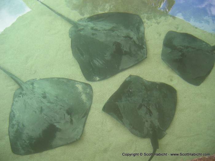 The next morning we checked out the resort property and they had some rays in a tank.