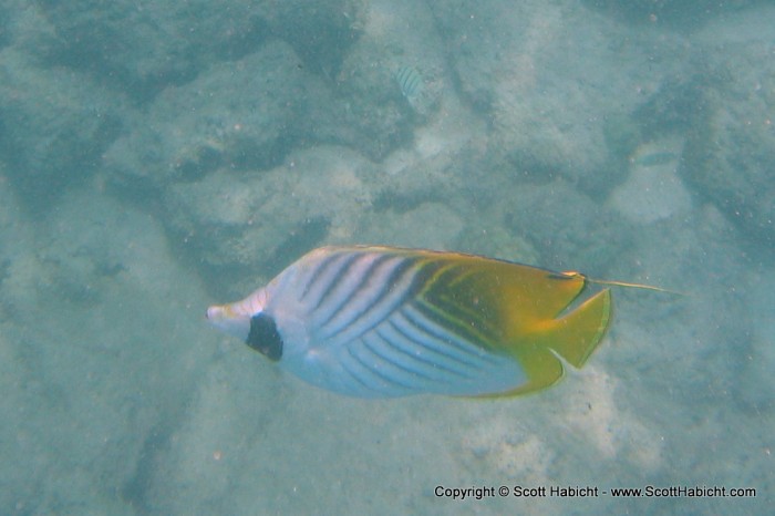 There was a beach (beach number 4) on the resort, too, so we went snorkeling.