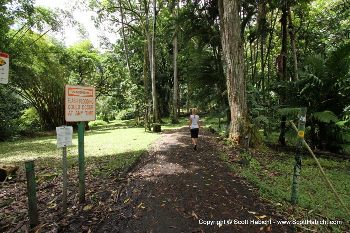 We stopped at the Keanae Arboretum to check out the trees.