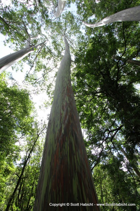 I really liked the bark on these trees.