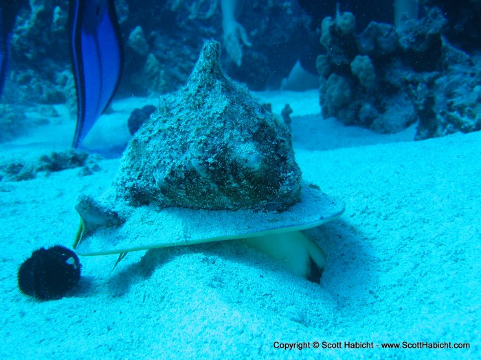 This conch decided it was going to make a meal of a small sea urchin.