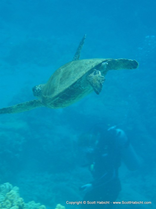 But it was this turtle at the end of the dive that was really cool.