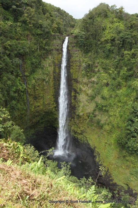 Akaka Falls, 442 feet (think of a 37 story building).