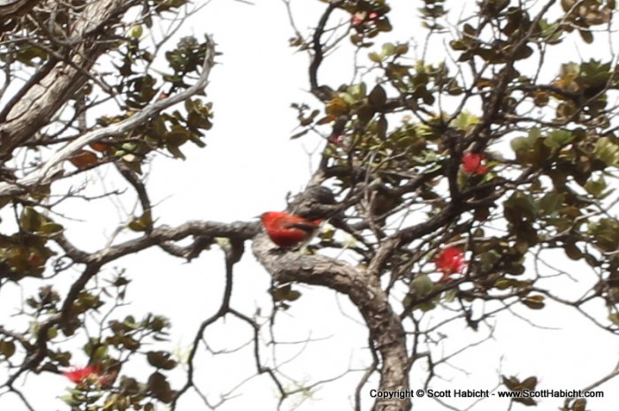 An indigenous bird, the ?I?iwi.