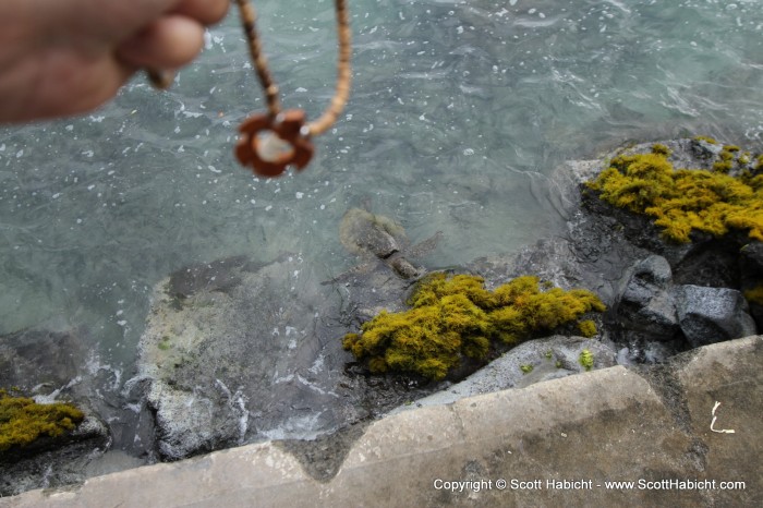 A turtle necklace I bought for Amber, with a turtle in the background.