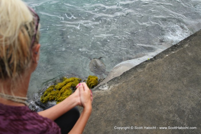 The turtle was eating the algae on the rocks.