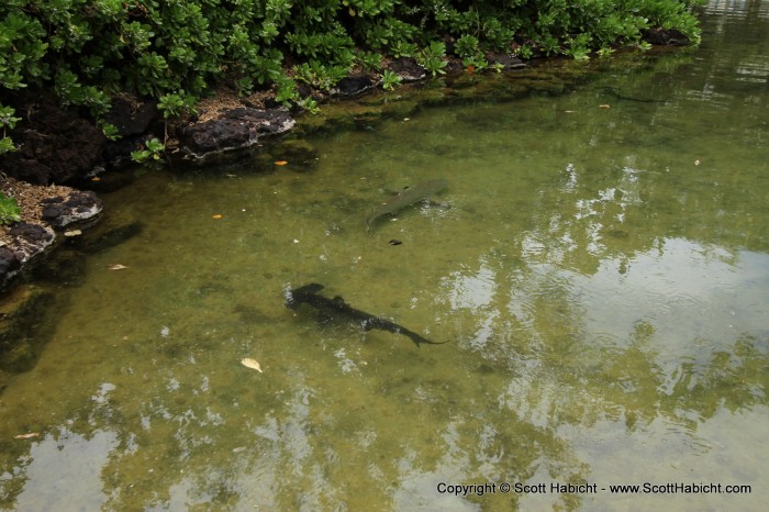 And checked out the three sharks in the pond. Can you find all three?