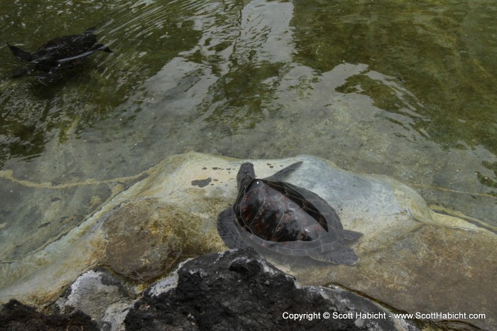 There were turtles, too. I have never seen so many turtles as on my trip to Hawaii.