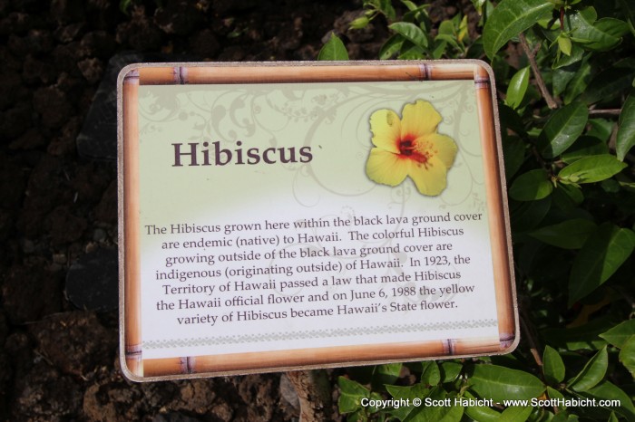 Some local information on the Hibiscus, the state flower.