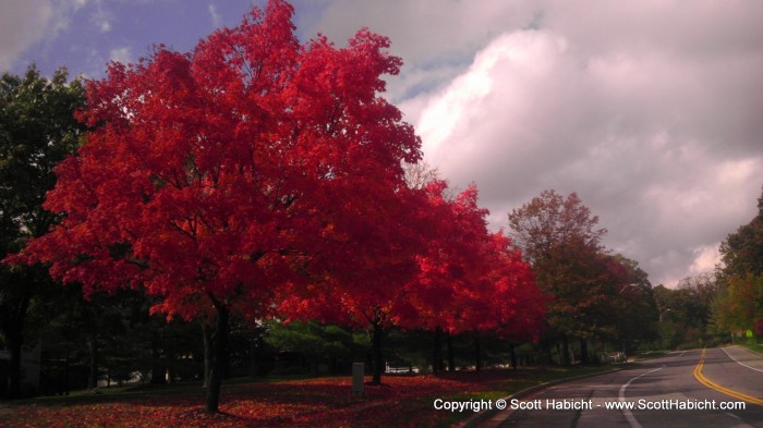 Every year the trees in the neighborhood next to me turn bright red and I look forward to getting a picture of them.