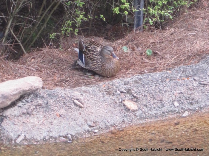 See the baby ducks?